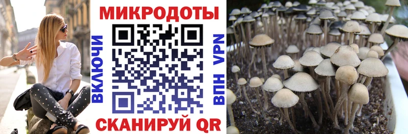 Псилоцибиновые грибы Cubensis  как найти   Бронницы 